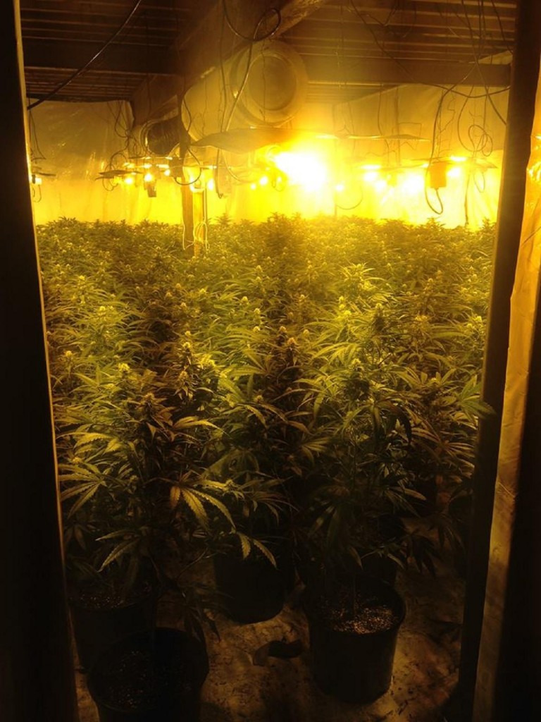 Shipley Ashley Lane cannabis farm.jpg.gallery